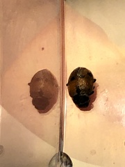Hippodamia variegata