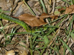 Philothamnus angolensis