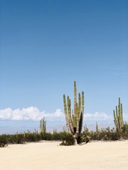 Pachycereus pringlei
