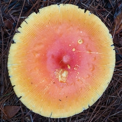Amanita jacksonii