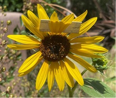 Helianthus maximiliani