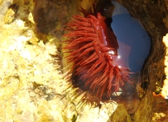 Actinia mediterranea