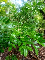 Dermatophyllum secundiflorum