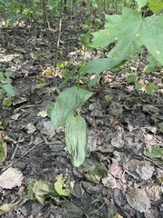 Epipactis helleborine
