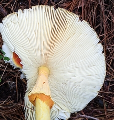 Amanita jacksonii