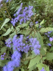 Conoclinium coelestinum