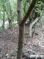Dermatophyllum secundiflorum