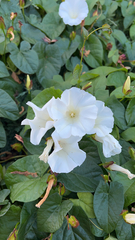 Calystegia silvatica