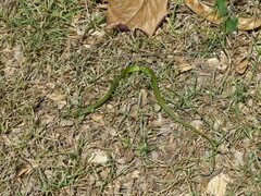 Philothamnus angolensis