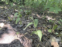 Epipactis helleborine