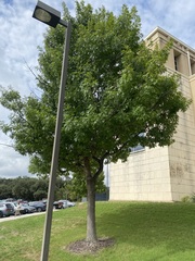 Quercus shumardii