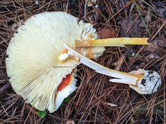 Amanita jacksonii