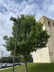 Quercus shumardii