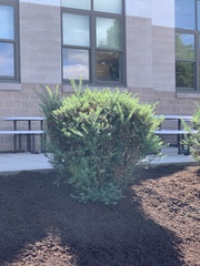 Buxus sempervirens