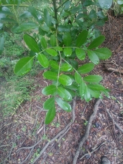Dermatophyllum secundiflorum