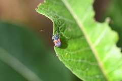 Tetraopes umbonatus