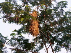 Psarocolius decumanus