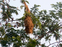 Psarocolius decumanus