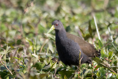 Pardirallus nigricans