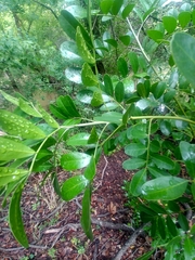 Dermatophyllum secundiflorum