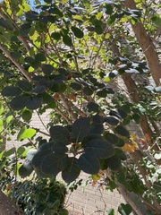 Cotinus coggygria