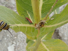 Tetraopes femoratus
