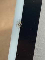 Hentzia mitrata