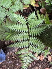 Diplazium laxifrons