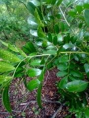Dermatophyllum secundiflorum