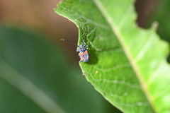Tetraopes umbonatus