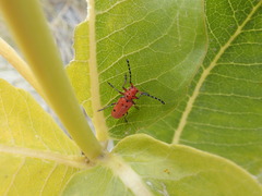 Tetraopes femoratus