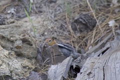 Callospermophilus lateralis bernardinus