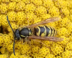 Vespula vulgaris