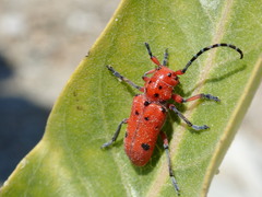 Tetraopes femoratus
