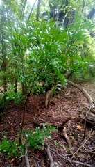Dermatophyllum secundiflorum