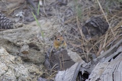 Callospermophilus lateralis bernardinus