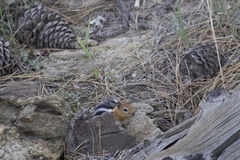 Callospermophilus lateralis bernardinus