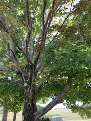 Acer