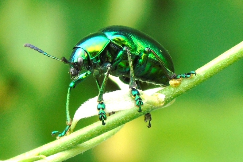 Eumolpus robustus from Mazatlán, MX-SI, MX on August 15, 2015 at 08:36 ...