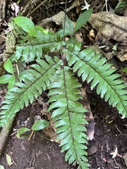Adiantum tetraphyllum