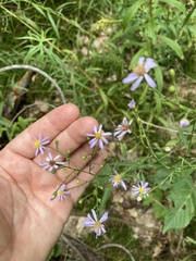 Symphyotrichum oolentangiense
