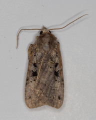 Xestia normanianus