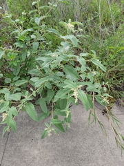 Croton
