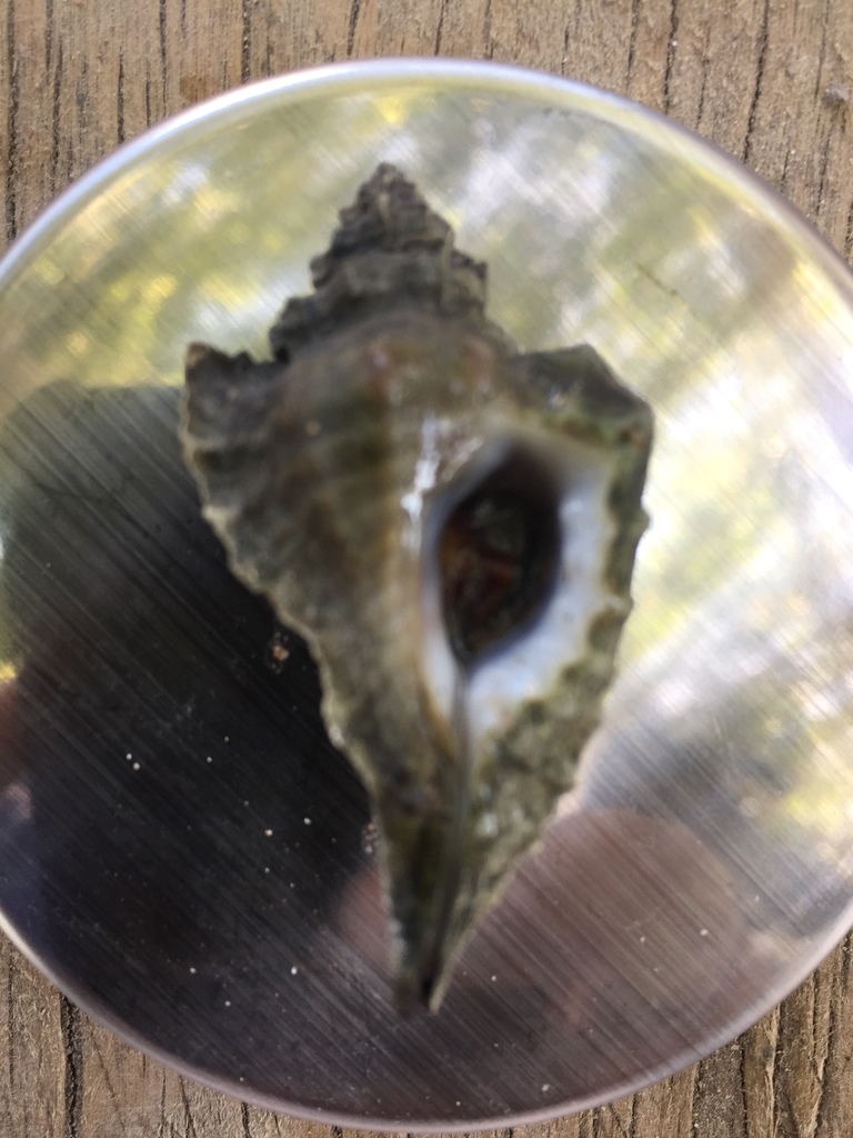 Eupleura