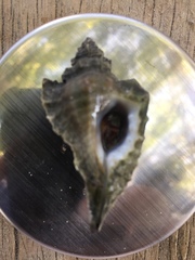 Eupleura muriciformis