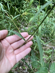 Symphyotrichum oolentangiense