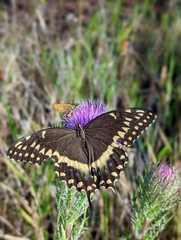 Papilio palamedes