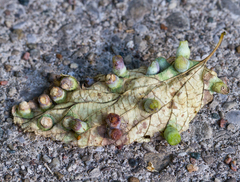 Pachypsylla