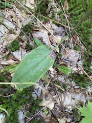 Symphyotrichum oolentangiense