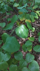Smilax rotundifolia